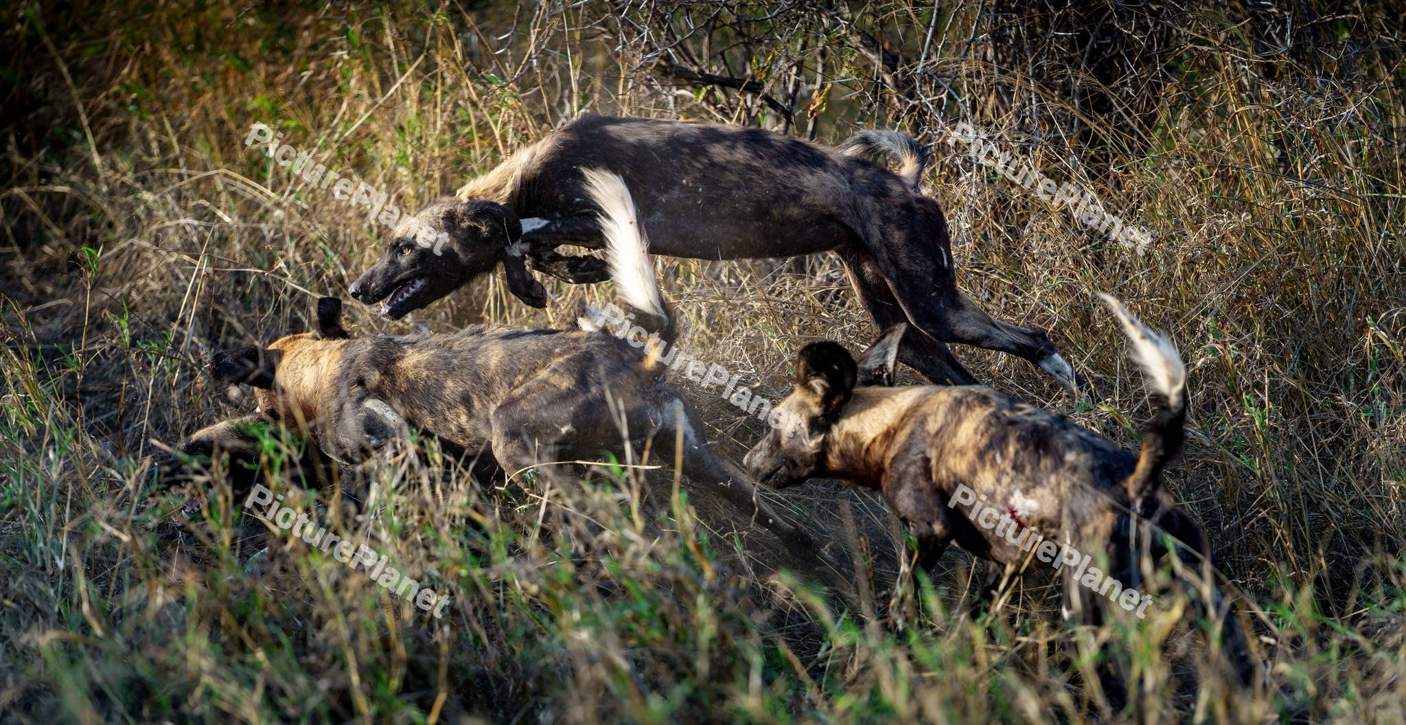 African wild dogs eating a prey